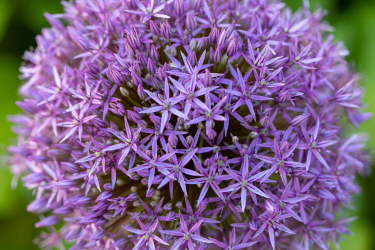 Beautiful Round Flower