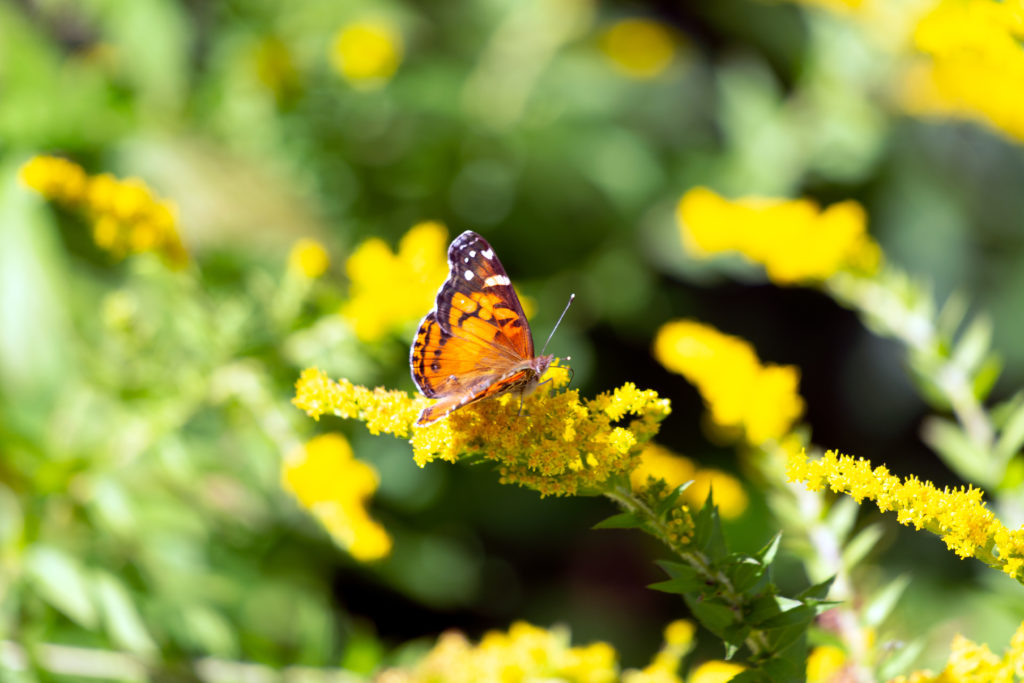 Butterfly on Goldenrod