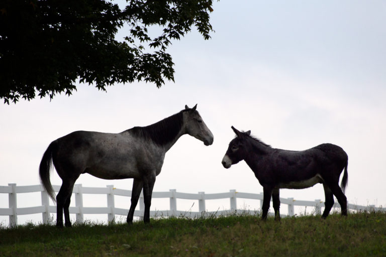 A Horse and a Donkey