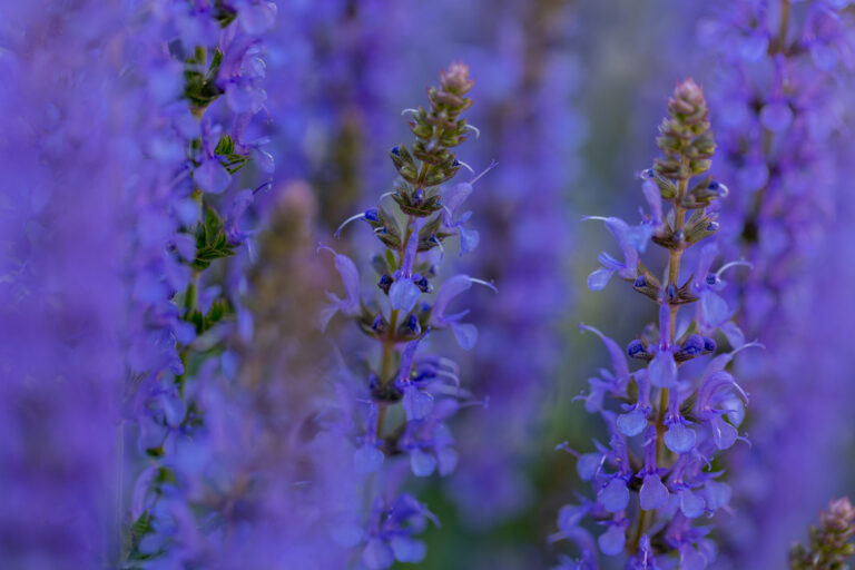 Beautiful Blue Flowers