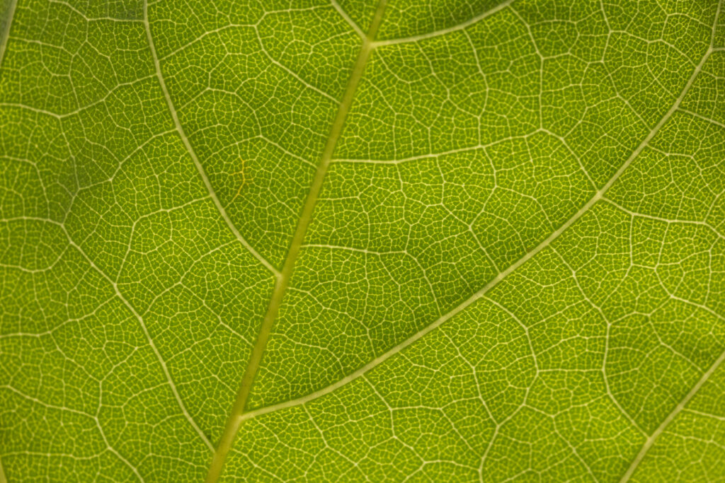 Green Leaf Detail