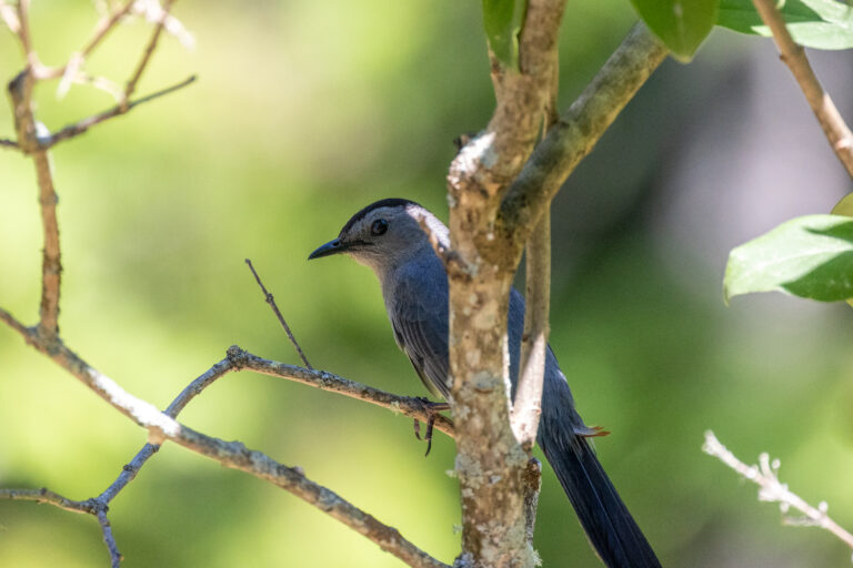 Curious Bird