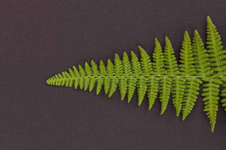 Flat Lay Fern