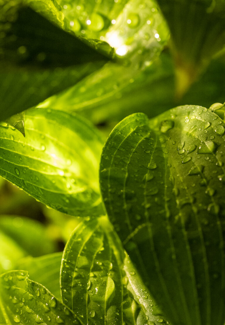 Illuminated Leaf Droplets