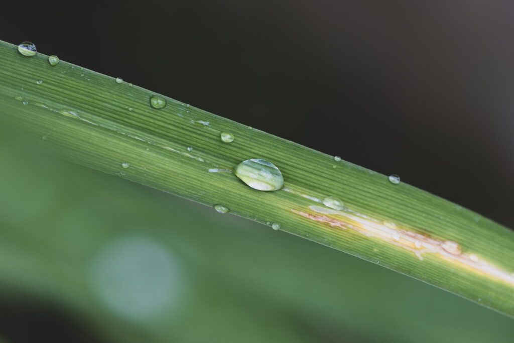 Macro Water Droplet