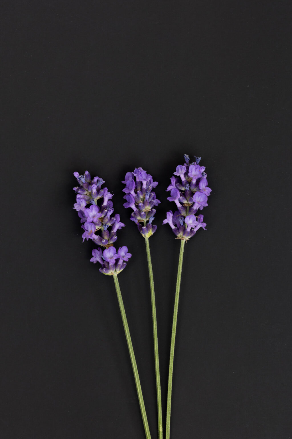 Flat Lay Flowers