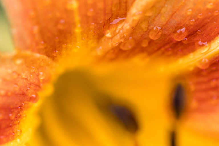 Rain on Summer Flowers