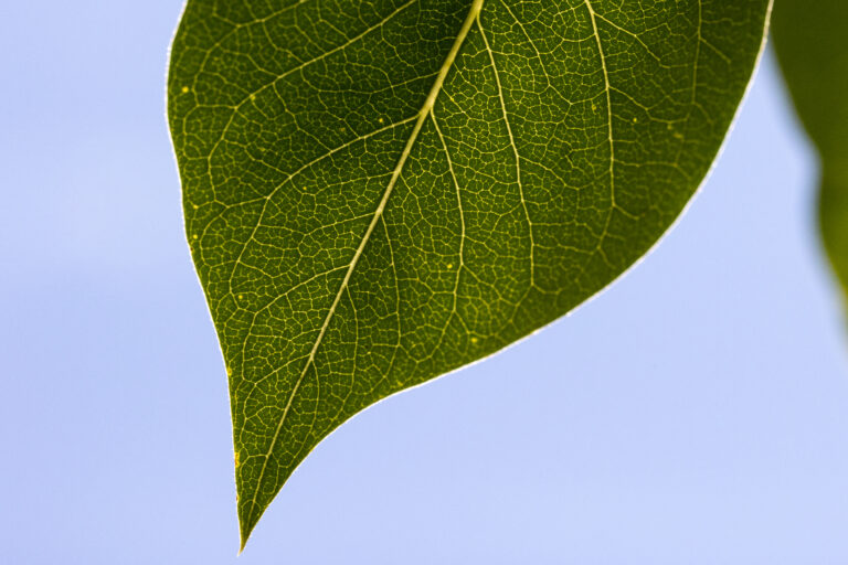 Vibrant Green Leaf Texture