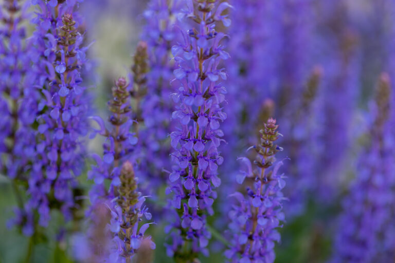 Field of Blue Flowers