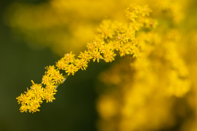 Yellow Colors of Summer