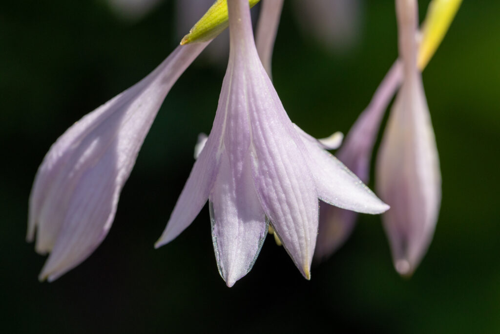 Elegant Flower Details