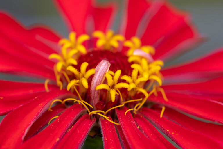 Red and Yellow Flower