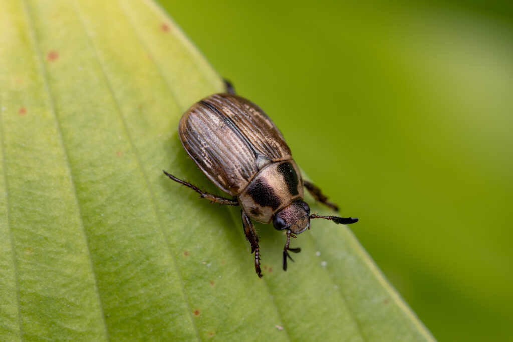 Japanese Beetle on a Leaf