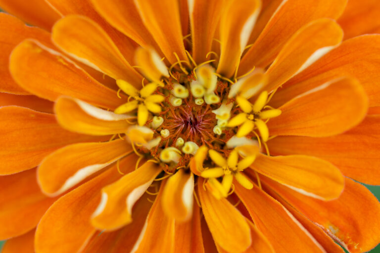 Beautiful Orange Flower