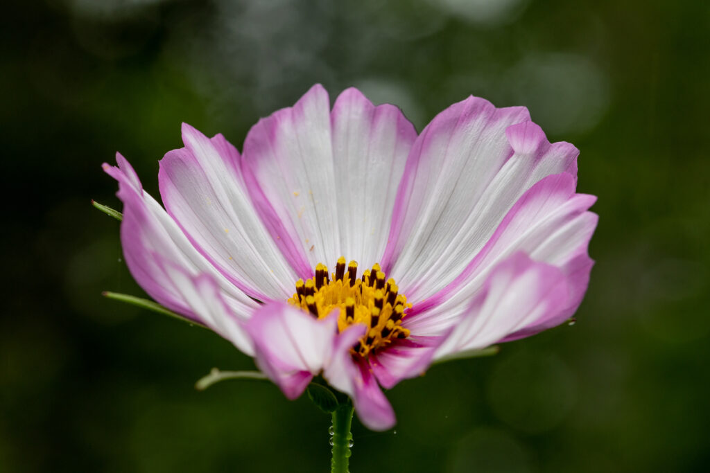 Beautiful Isolated Flower