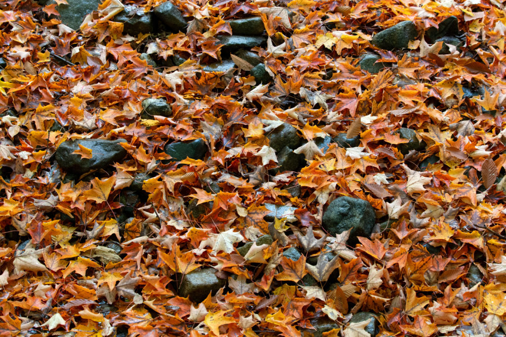 Wet Leaves on Rocks