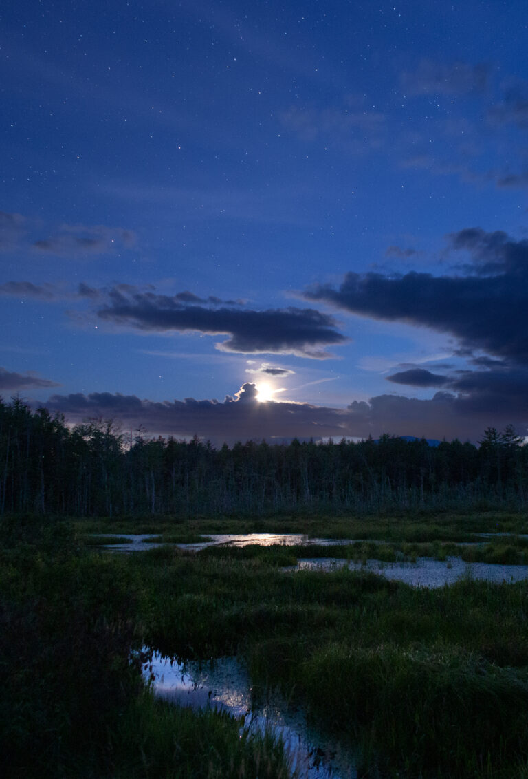 Moonlit Marsh