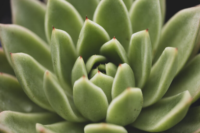 Green Succulent Plant