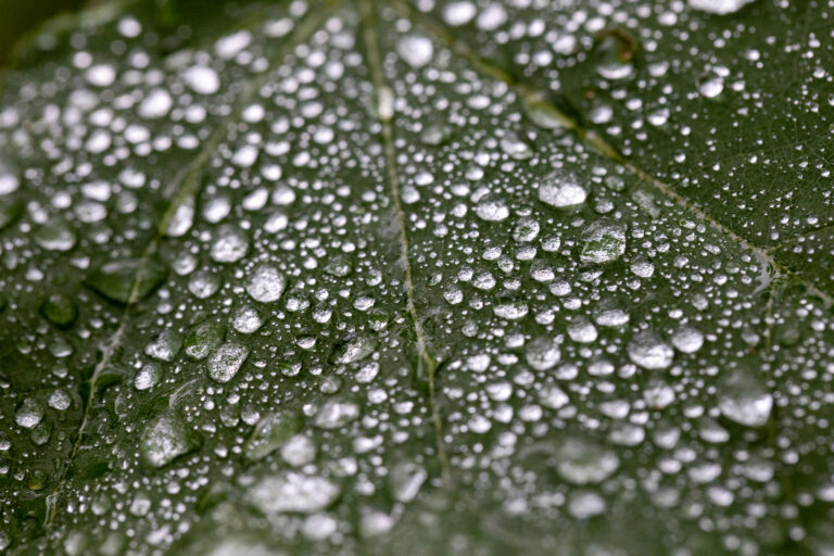 Beads of Water on a Leaf