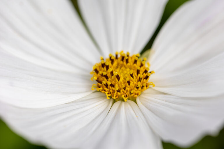 Macro Flower Details