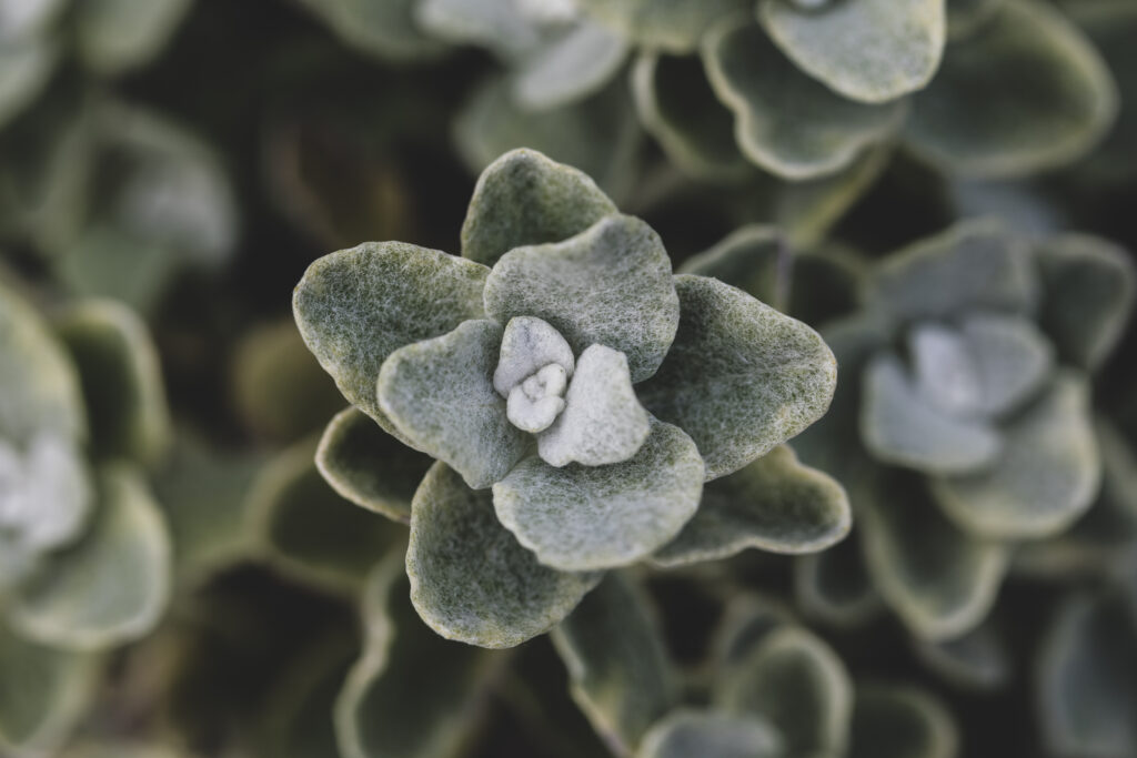 Green Plant Texture