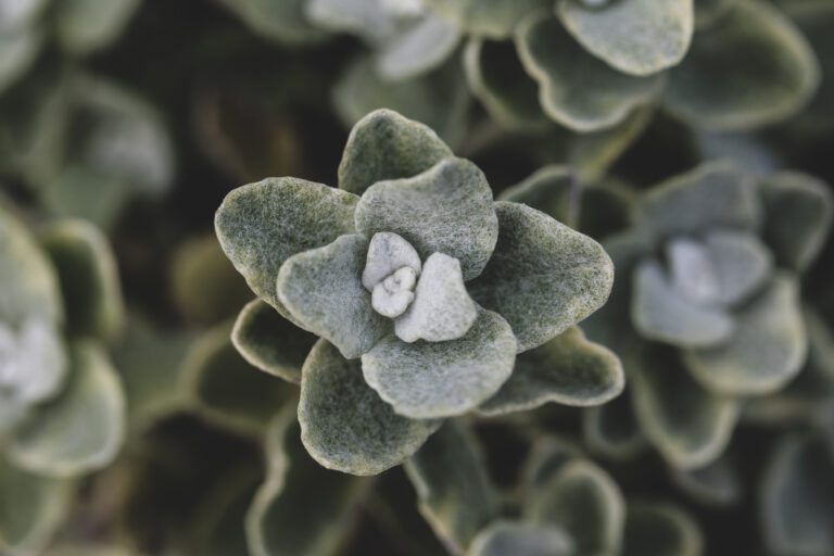 Green Plant Texture