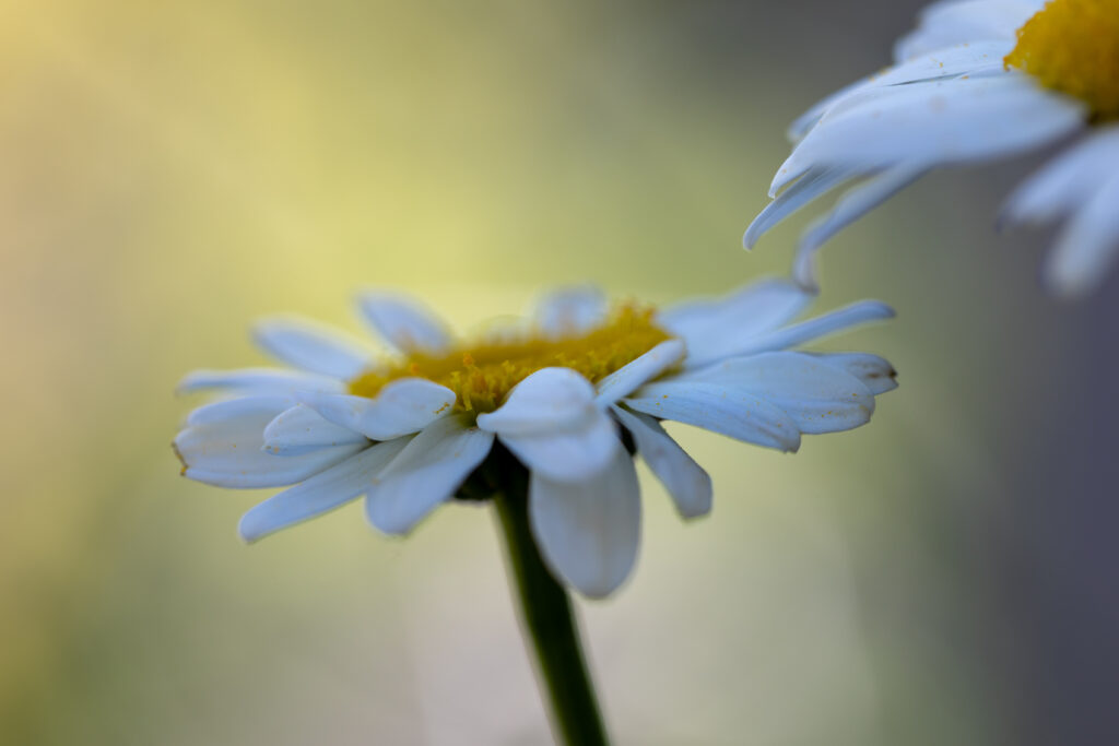 White and Yellow Flowers