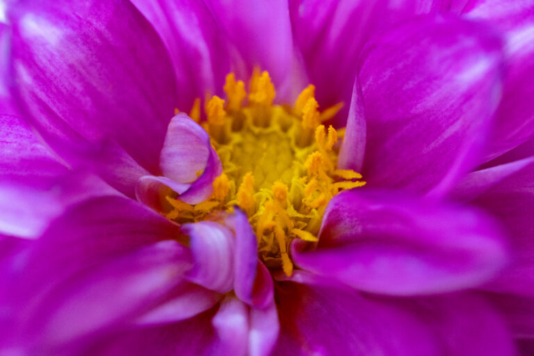 Beautiful Flower Macro