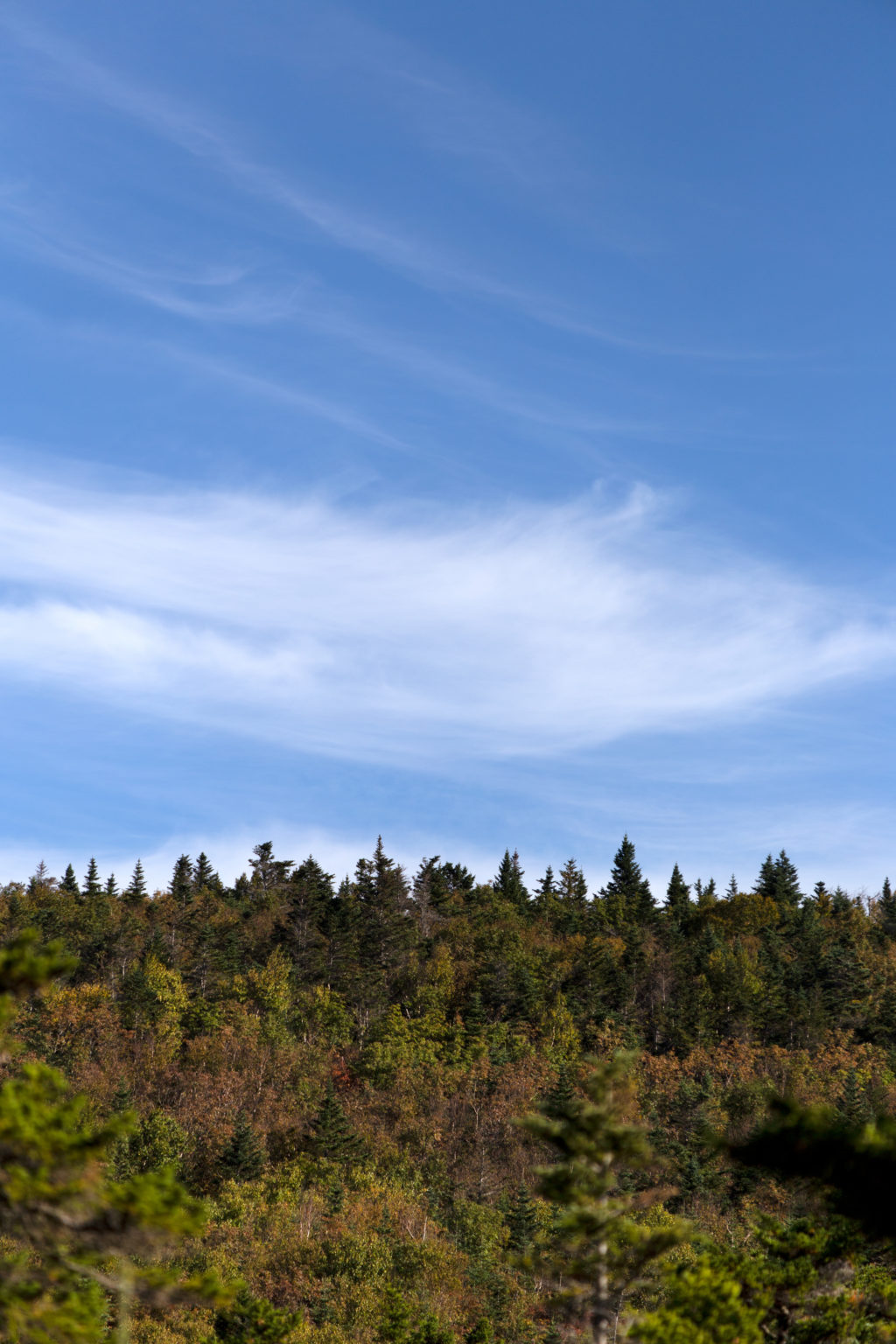 A Touch of Fall in the Trees