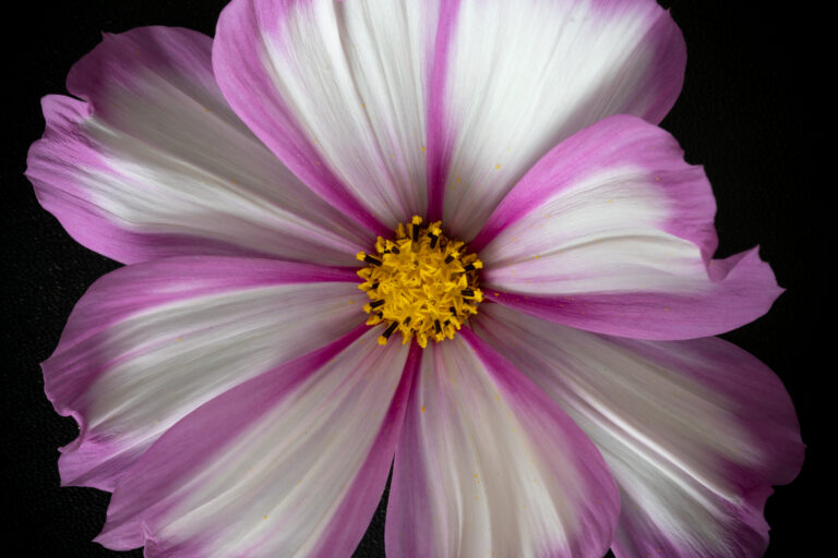 Flat Lay Beautiful Flower