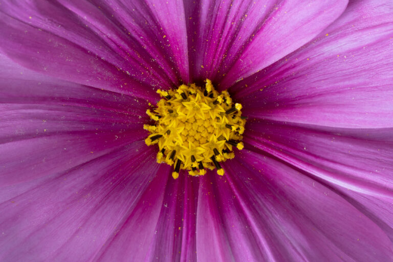 Beautiful Pink and Yellow Flower