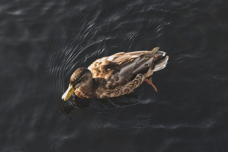 Duck Swimming in a Pond