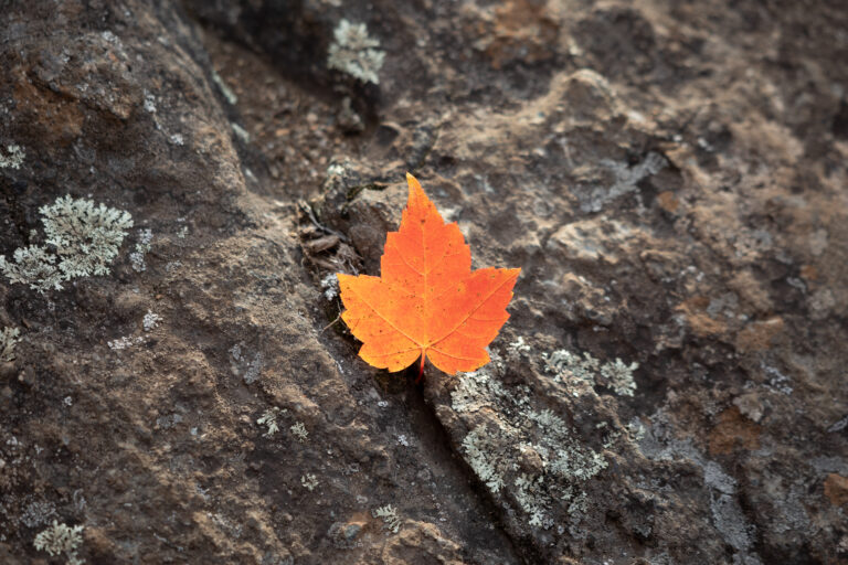 Maple Leaf on a Rock