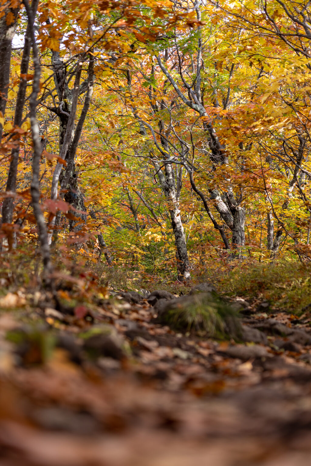 Hiking on a Trail With Autumn Foliage