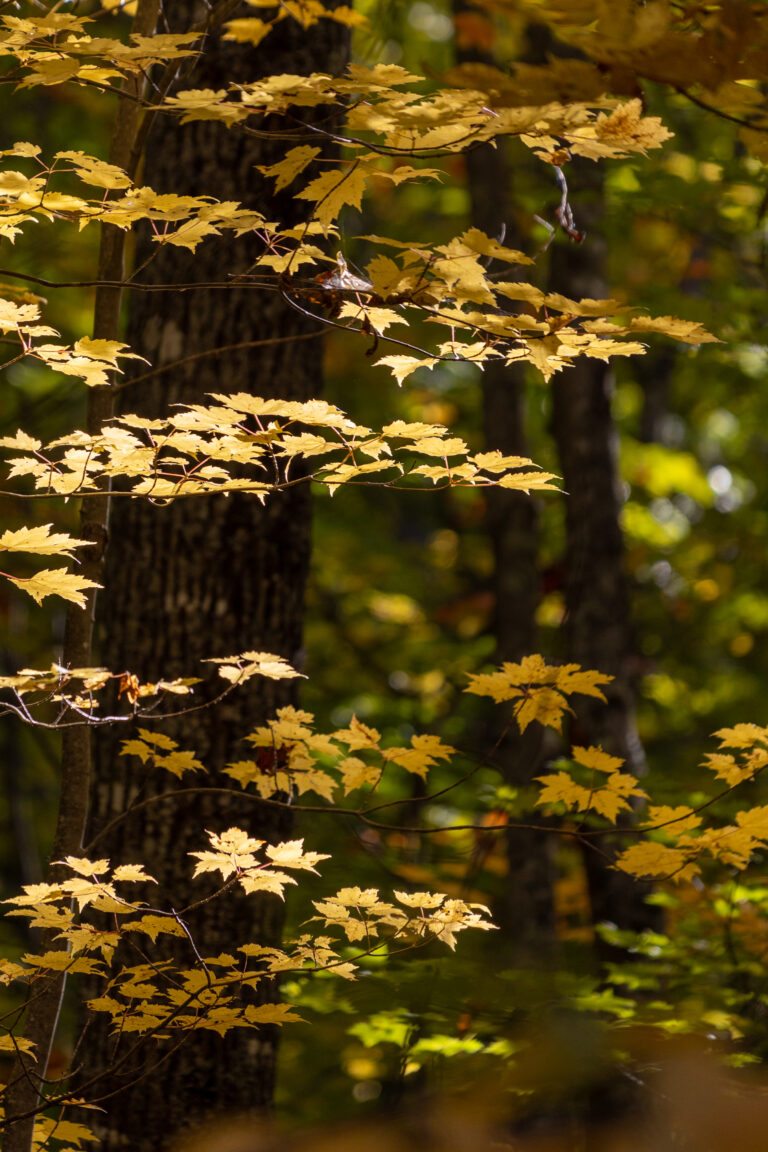 Bright Autumn Maple Leaves