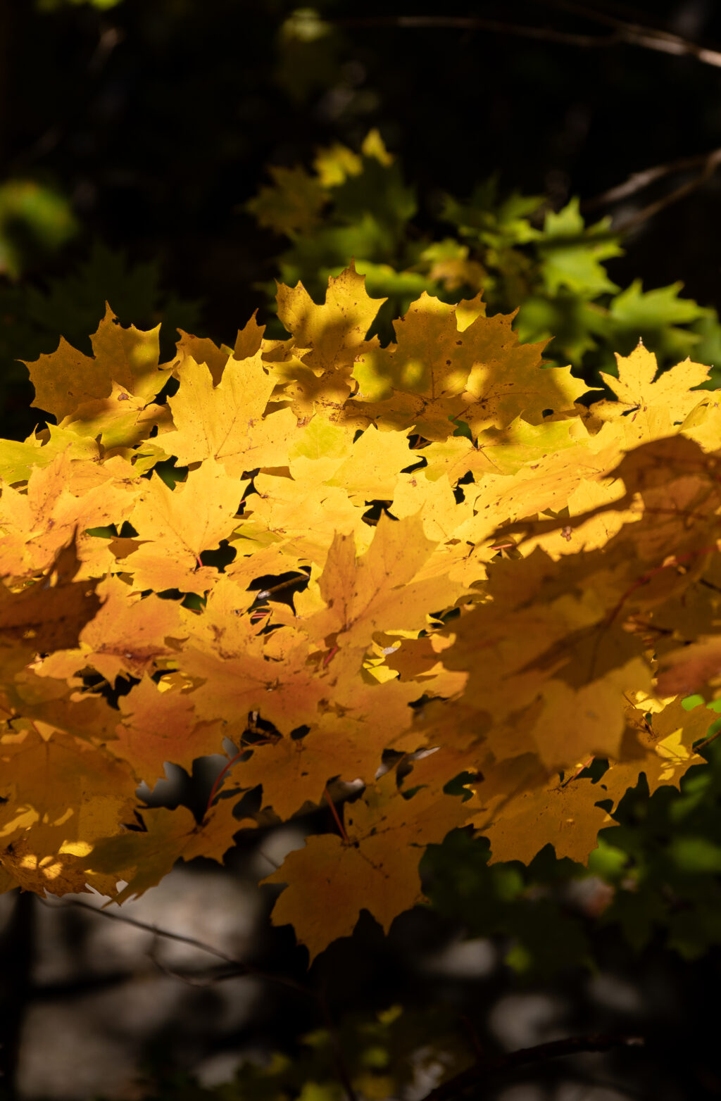 Layered Maple Leaves in Autumn