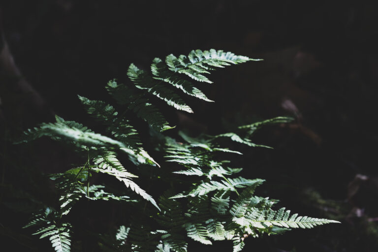 Minimalist Wallpaper of Ferns