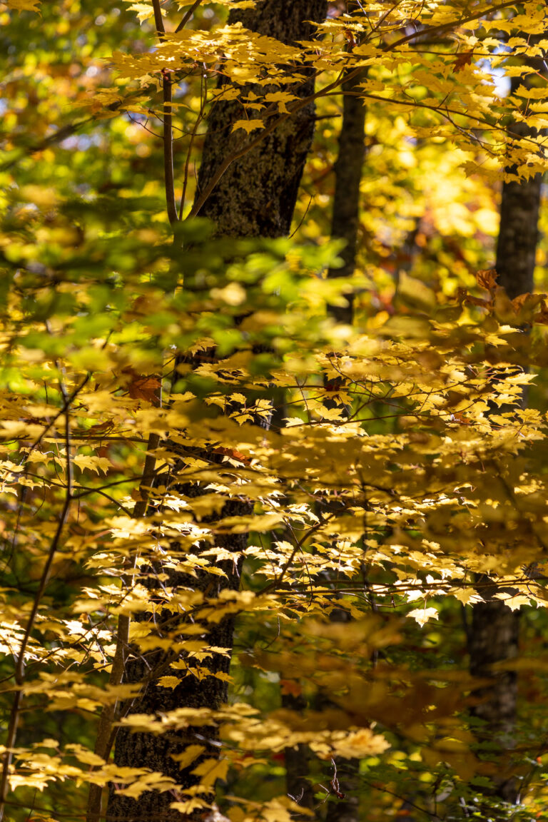 Bright Leaf Colors of Fall