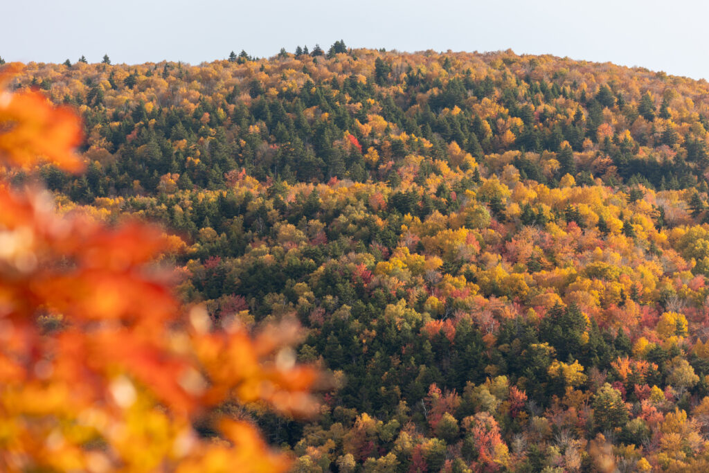 Scenic Fall Mountainside