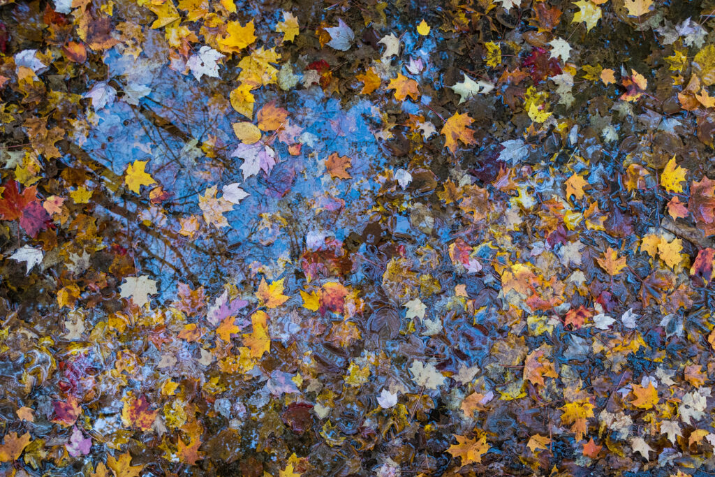 Colorful Autumn Leaves in Water