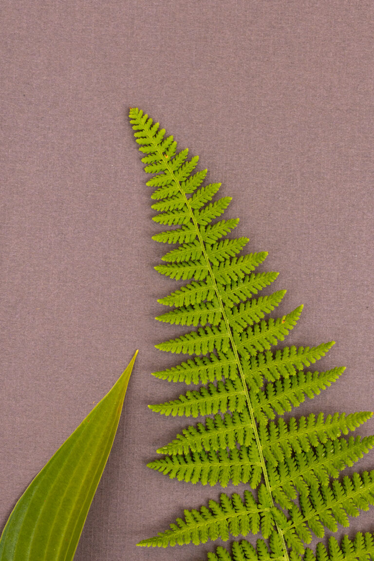 Flat Lay Leaf and Fern