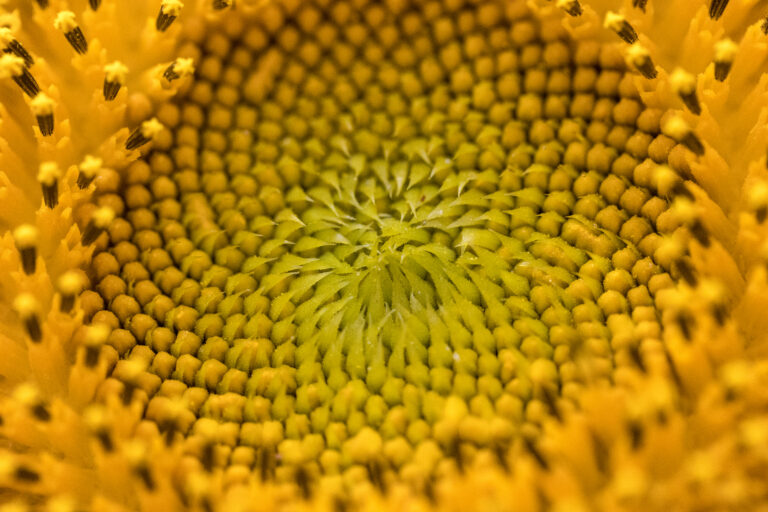 Macro Photo of a Sunflower