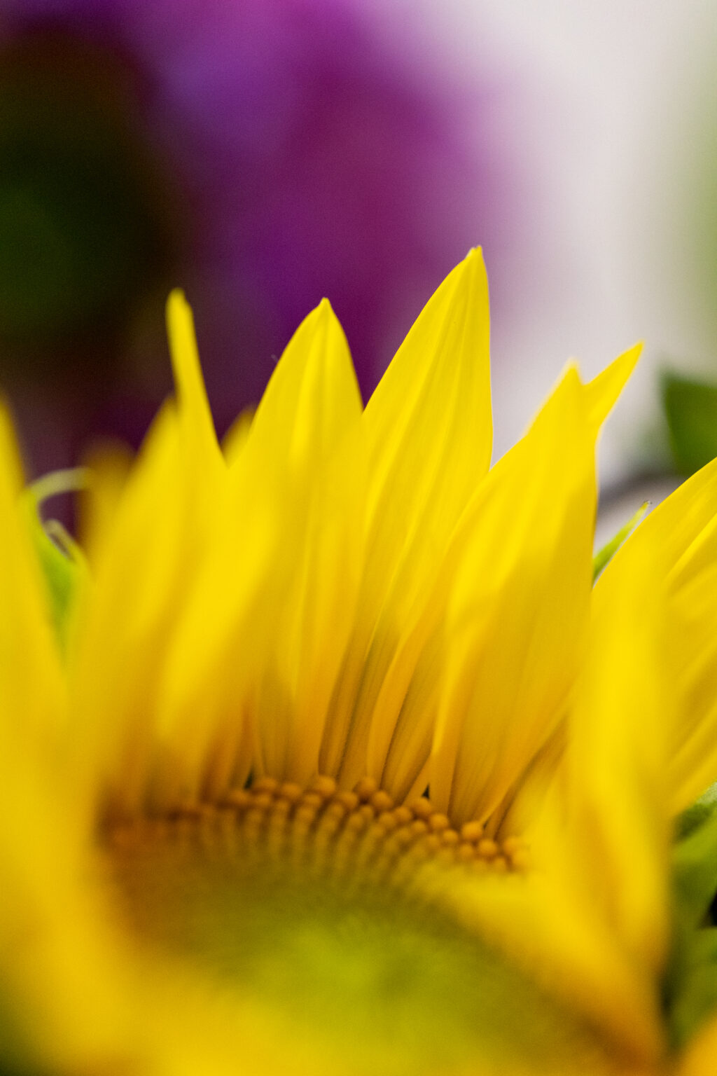 Sunflower Petals