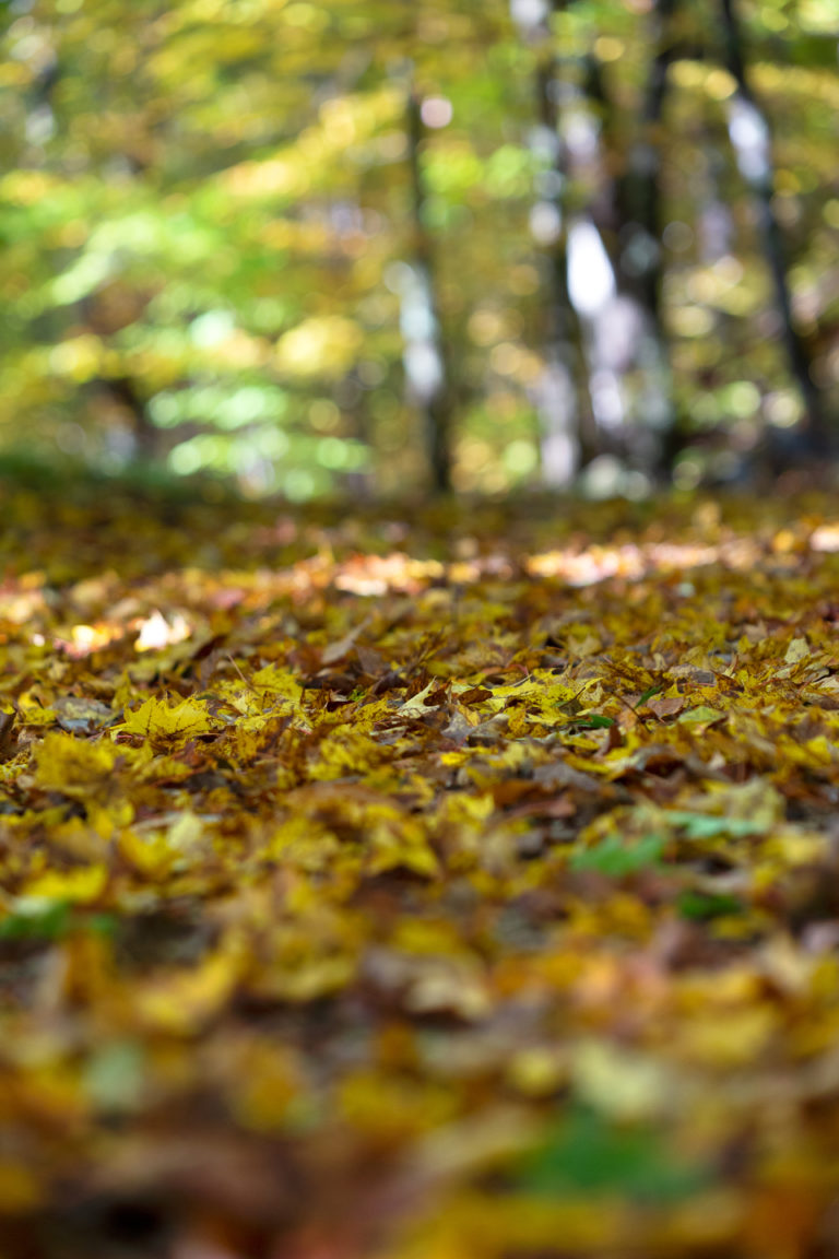 Fallen Leaves on the Ground