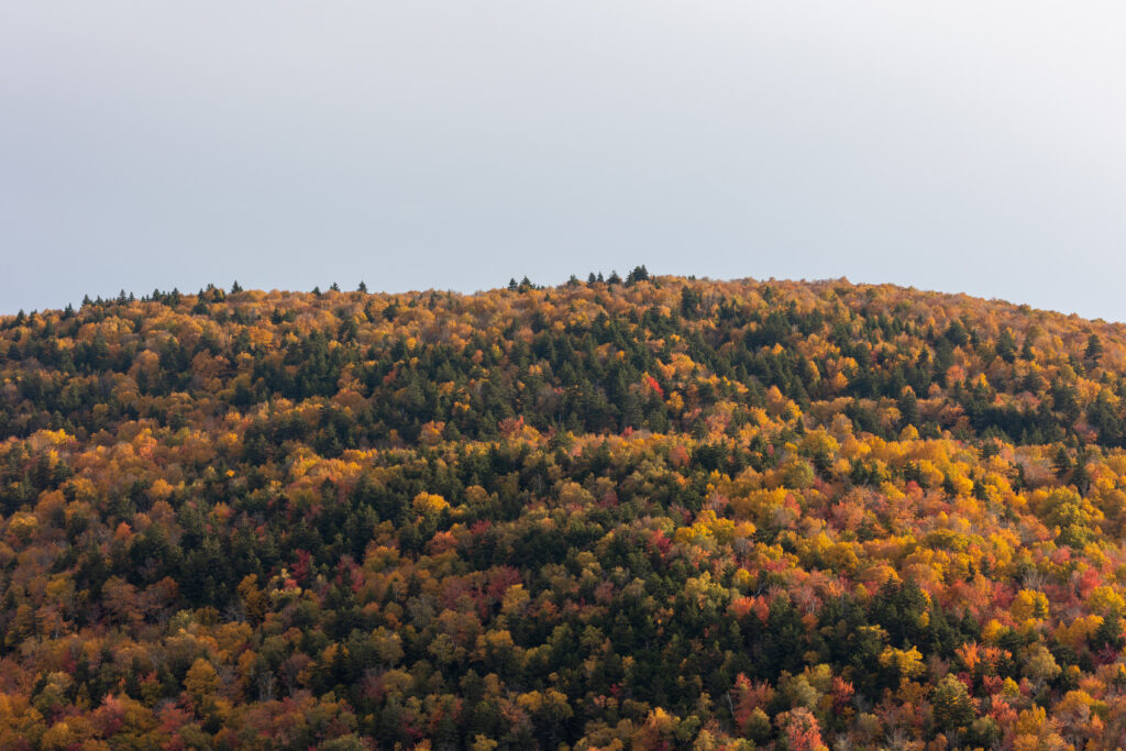 Memories of Fall Colors