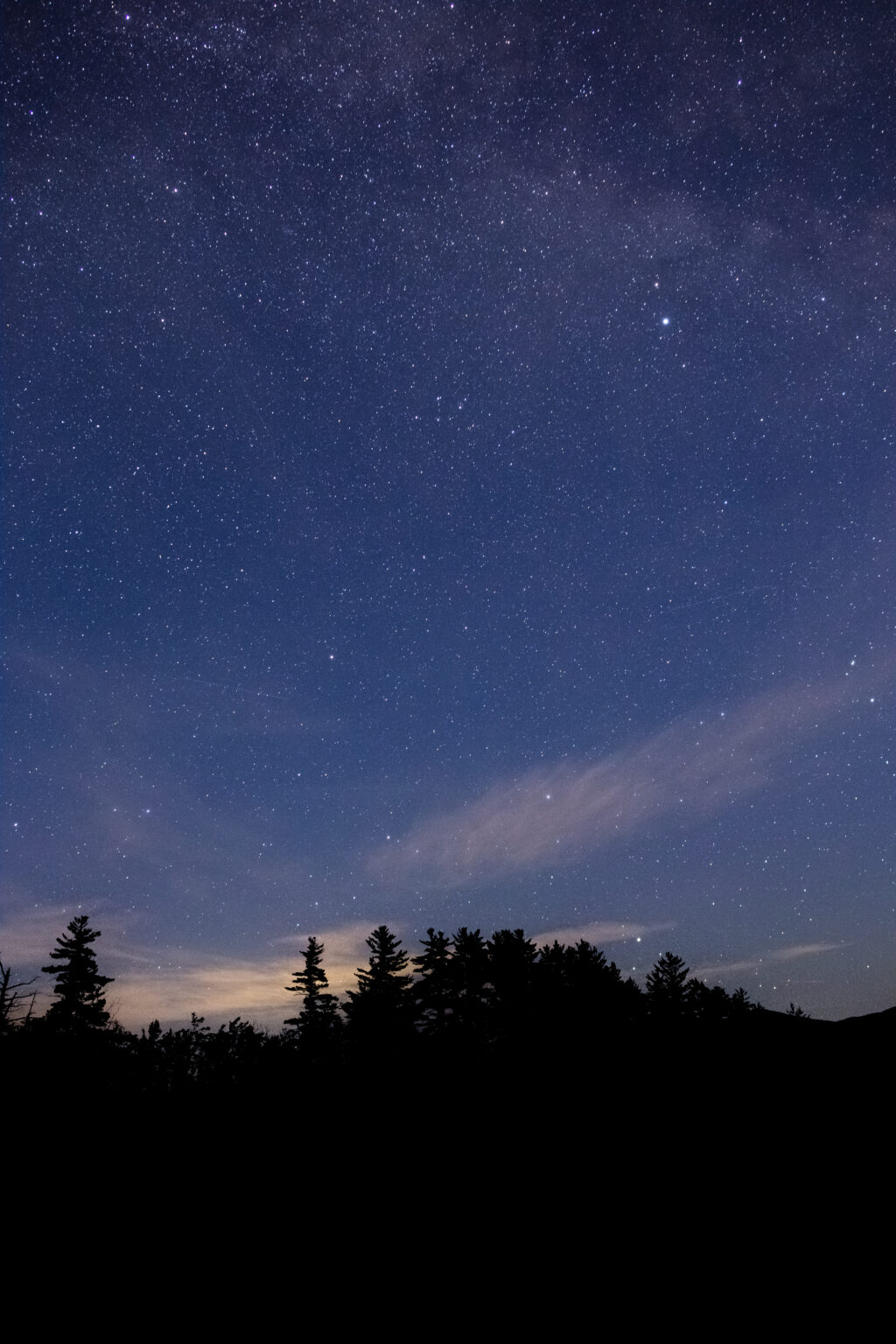 Starry Night With Tree Silhouettes