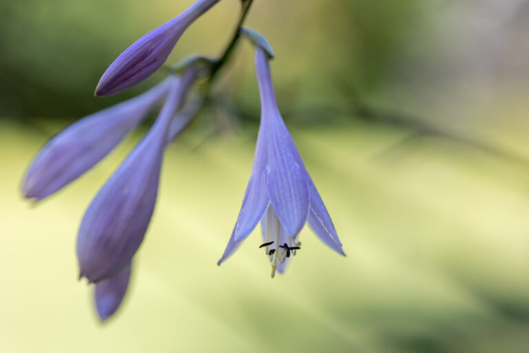 Spring Flowers Blooming