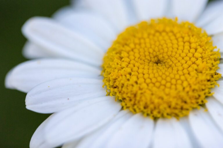 Macro Daisy Flower