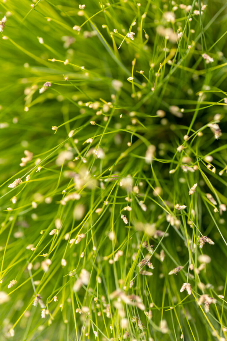 Macro Plant Details