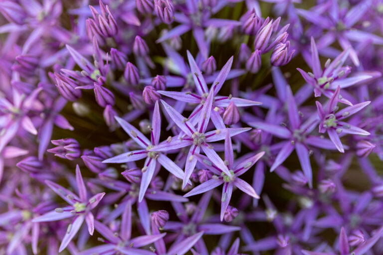 Beautiful Purple Flower